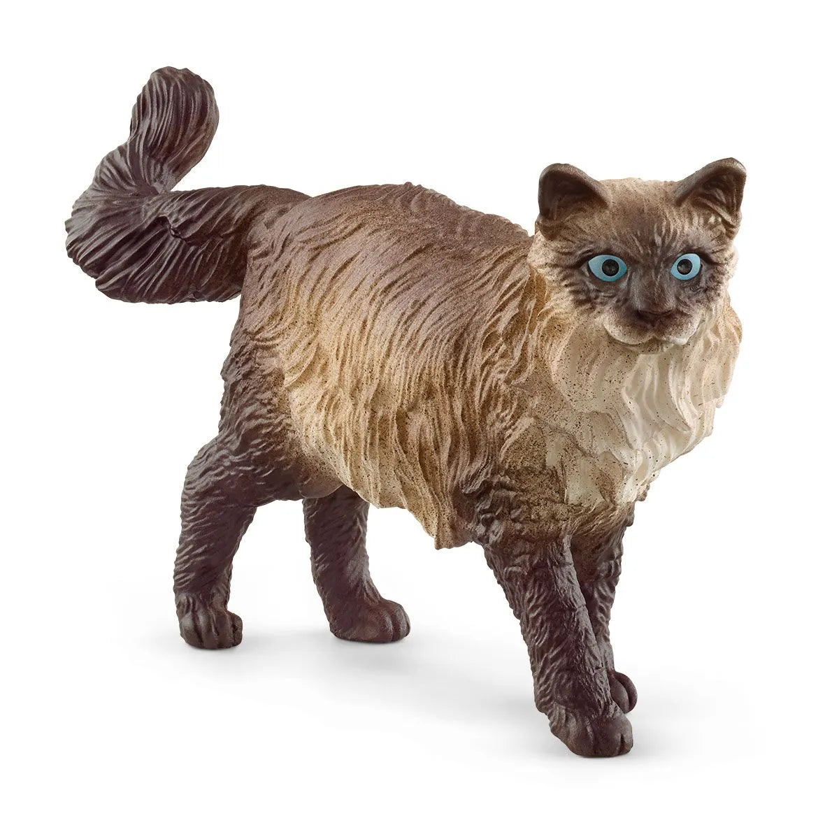 Rag doll cat