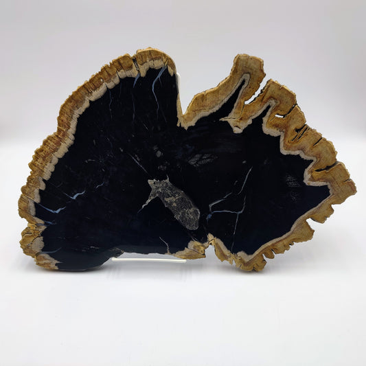 Petrified Wood Slice - Bali
