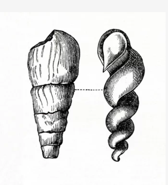 Black Sea Snail Fossil