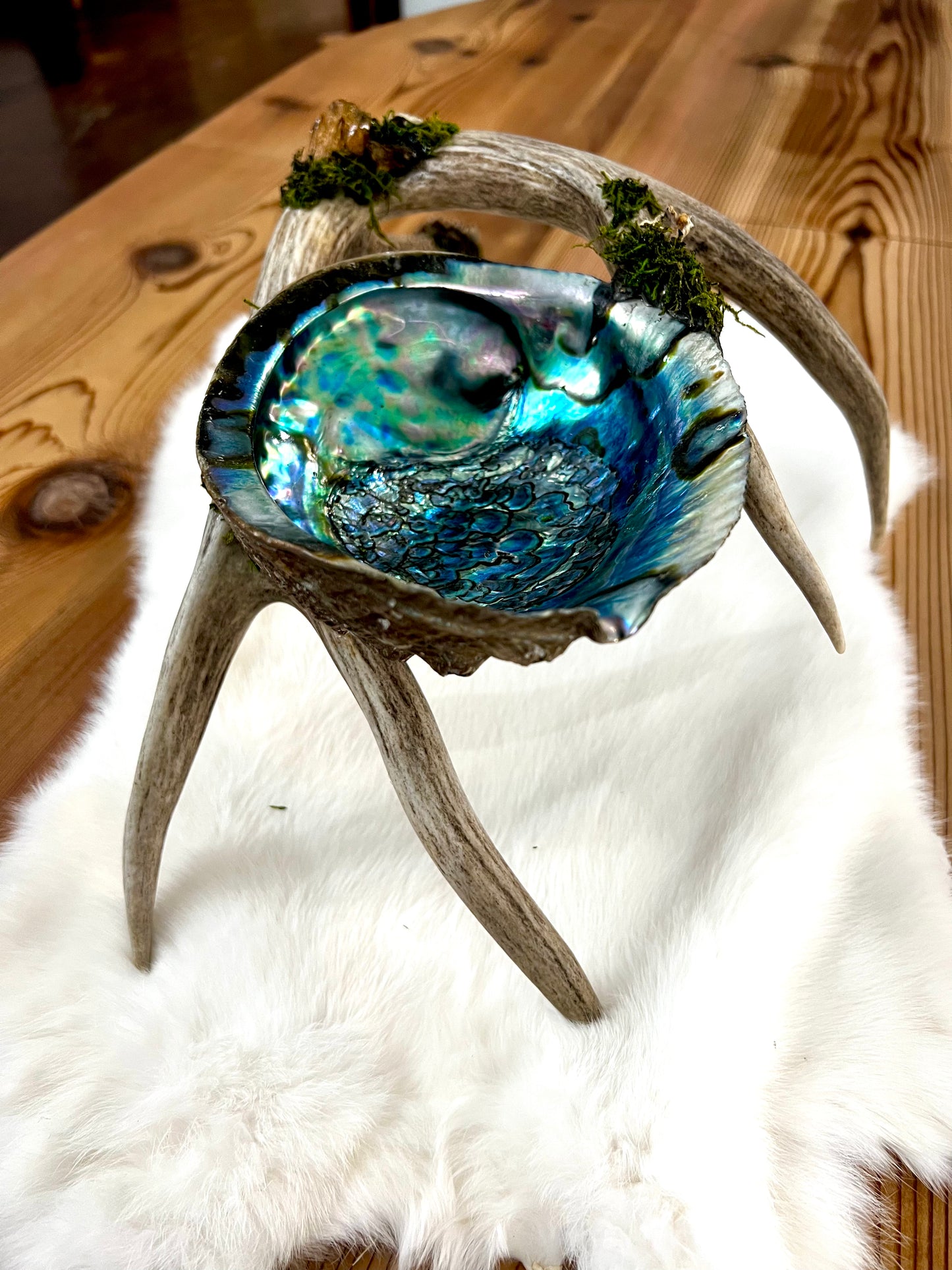 Abalone Shell, Full Deer Antler Large - Moss & Polychrome jasper raw  - Smudge Bowl