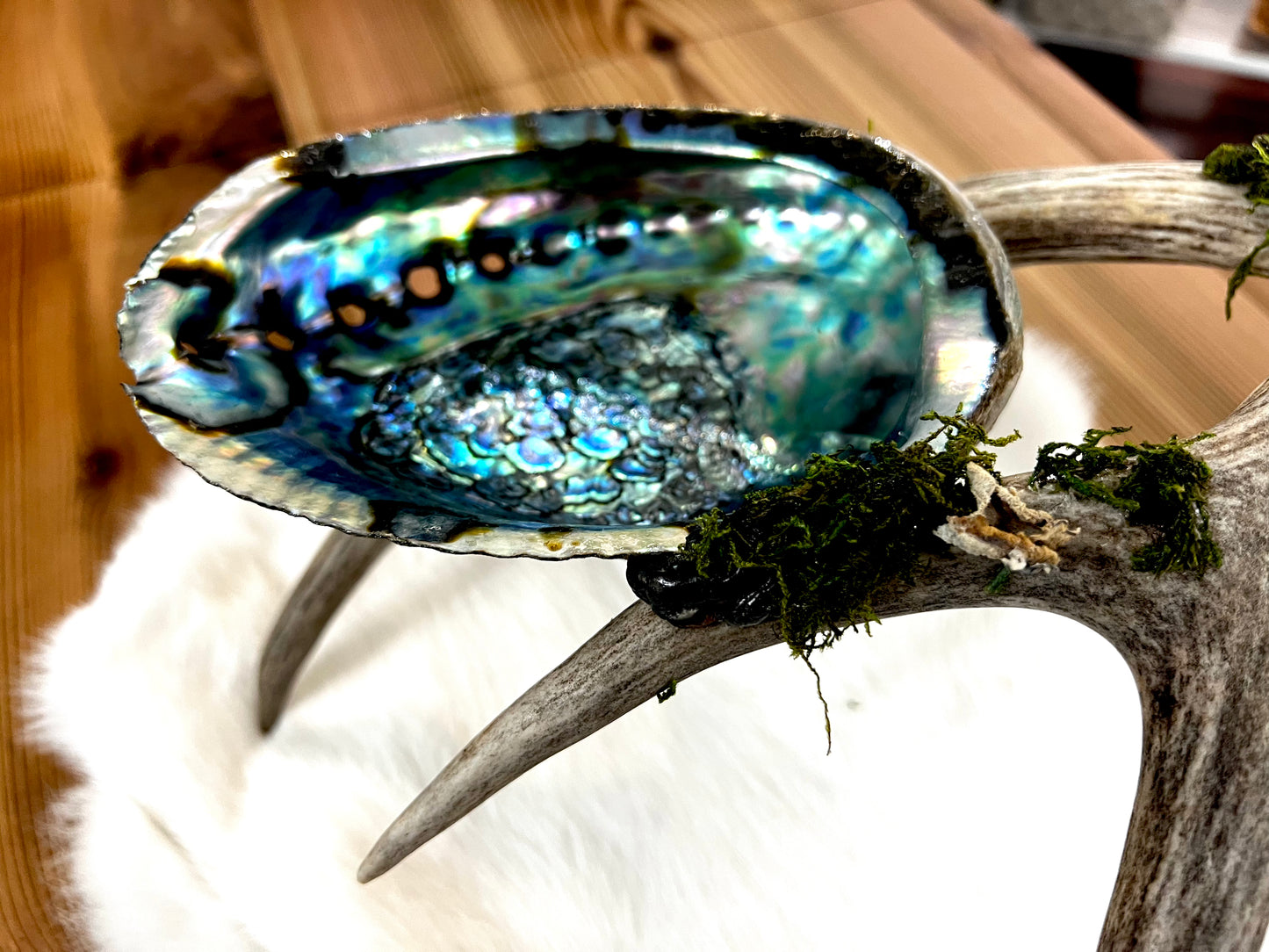 Abalone Shell, Full Deer Antler Large - Moss & Polychrome jasper raw  - Smudge Bowl