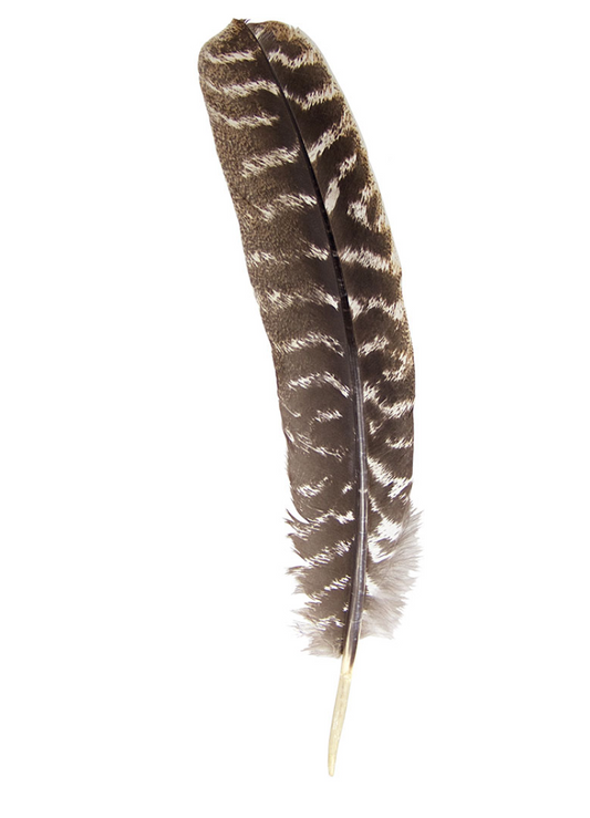 SMUDGING FEATHER – TURKEY – APPROX. – 8″-14″
