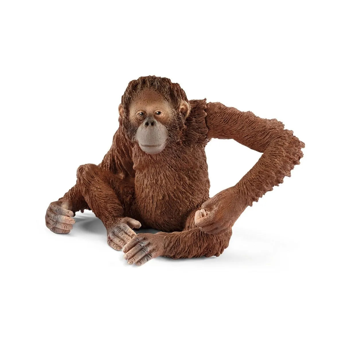 Orangutan