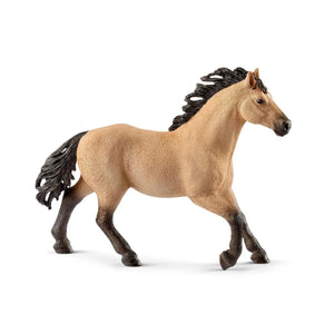 Quarter horse stallion