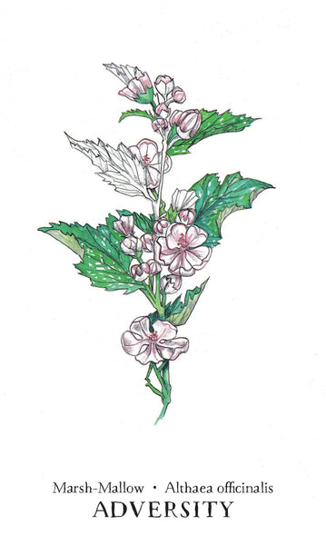 Oracle Deck - Cheralyn Darcey