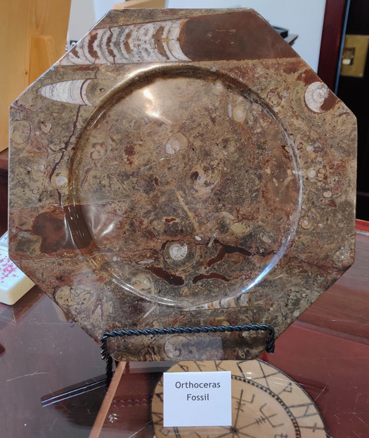 Orthoceras Fossil Plate