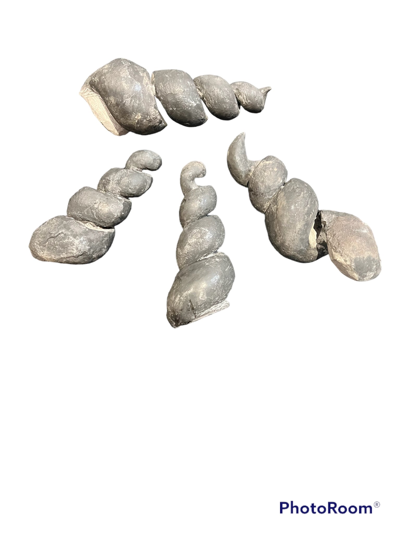 Black Sea Snail Fossil