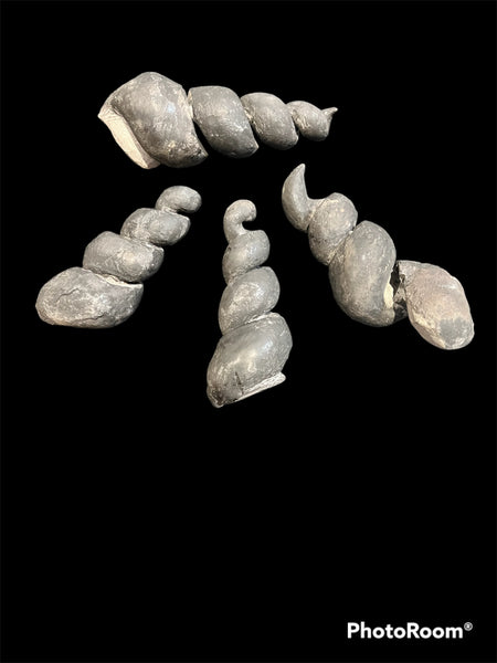 Black Sea Snail Fossil